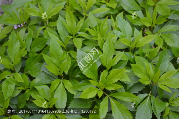 北風(fēng)草