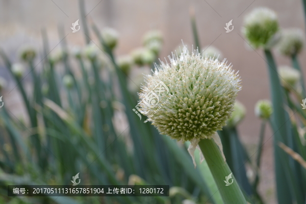 蔥花,球形花