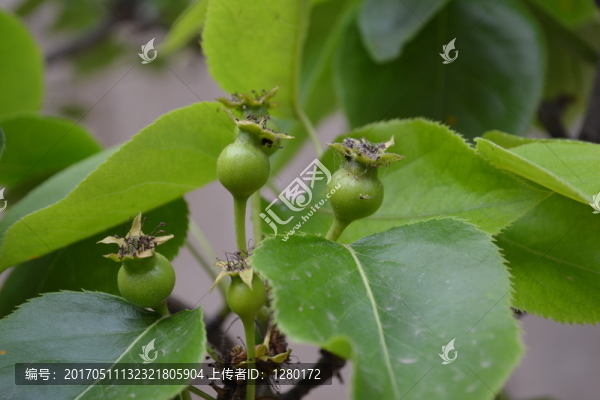 梨,豐水梨,鴨梨,老梨