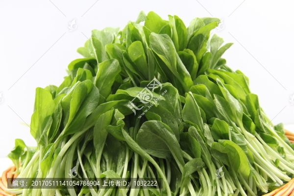 雞毛菜