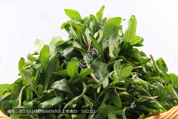 西洋菜