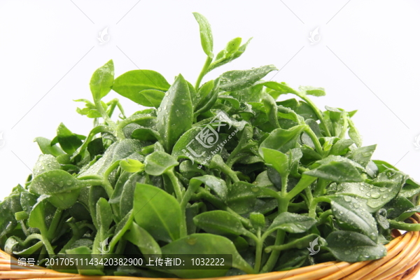 人參菜