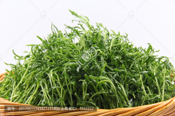 新豆苗