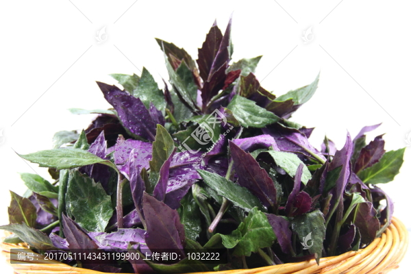 觀音菜