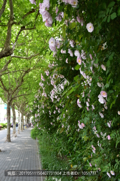 薔薇