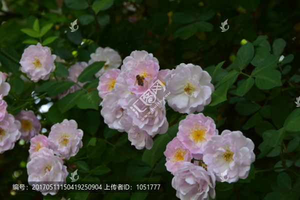 薔薇