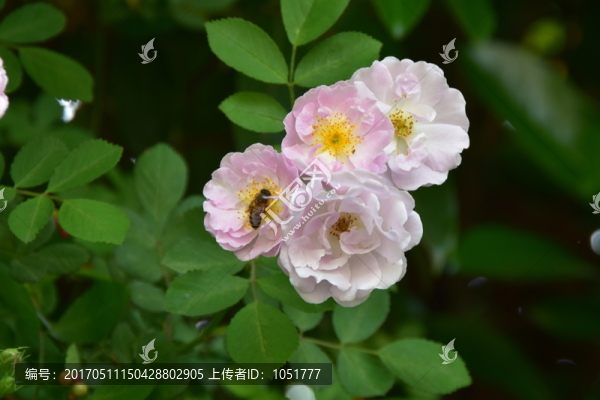 薔薇