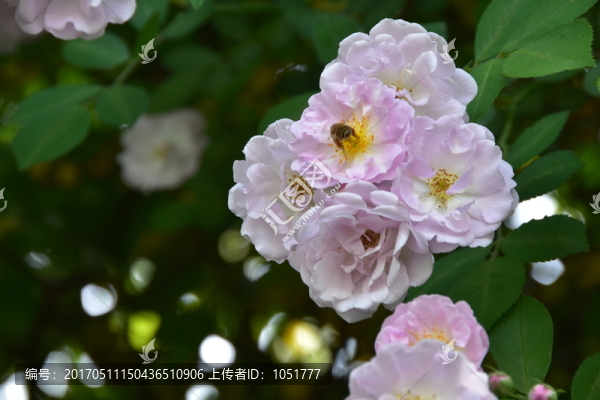 薔薇