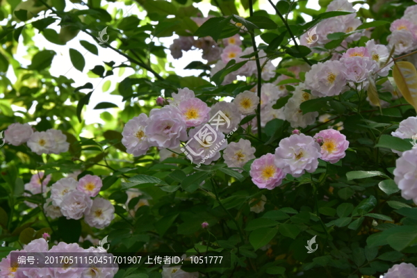 薔薇