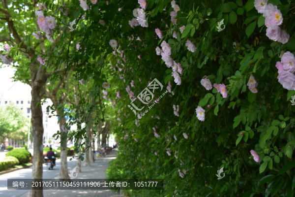 薔薇