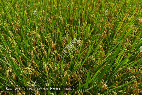 抽穗