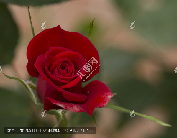 月季,花蕊,特寫,花蕾