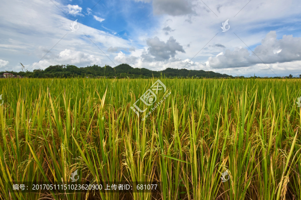 抽穗