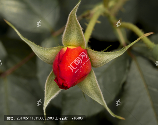 月季,花蕊,特寫,花蕾