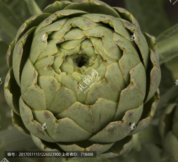 洋薊,蔬菜之皇