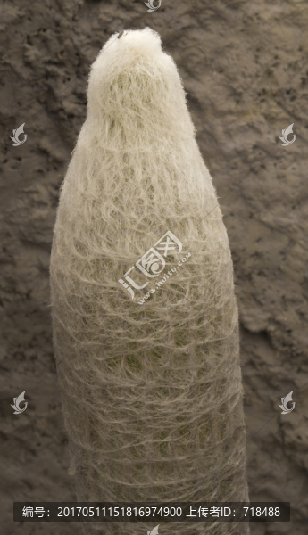 白裳,仙人掌科
