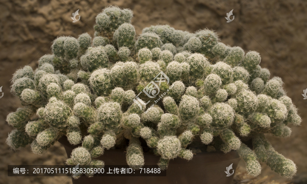 多肉植物