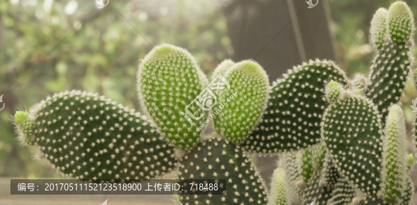 仙人掌