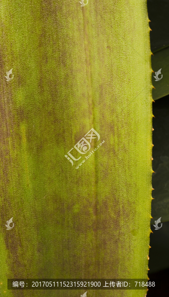 蘆薈