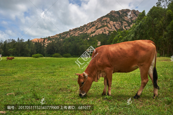 黃牛