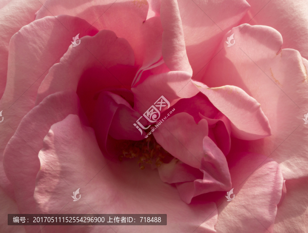 月季,特寫,花蕾