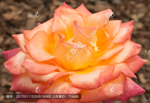 月季,花卉