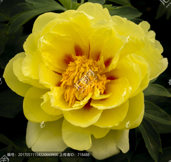 月季,薔薇科