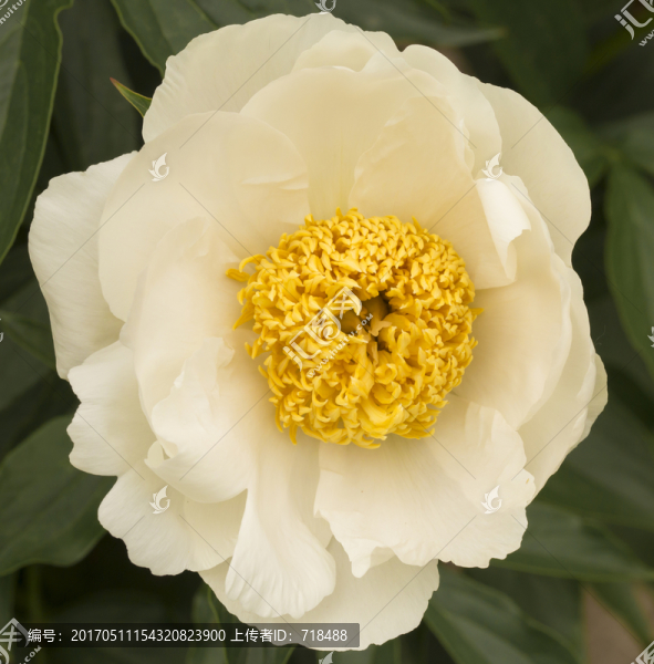 月季,特寫,花蕾,薔薇科