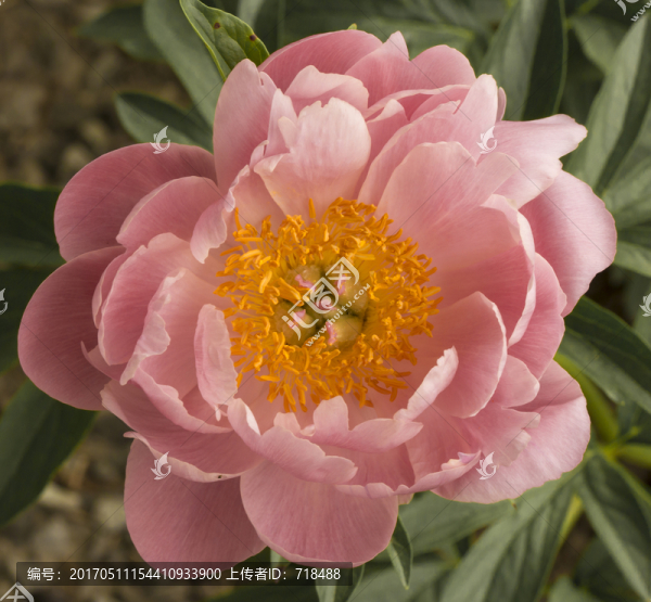 月季,特寫,花蕾,薔薇科
