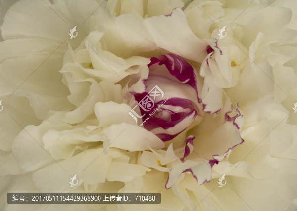 月季,特寫,花蕾,薔薇科