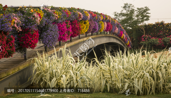 花,花橋,木橋,公園