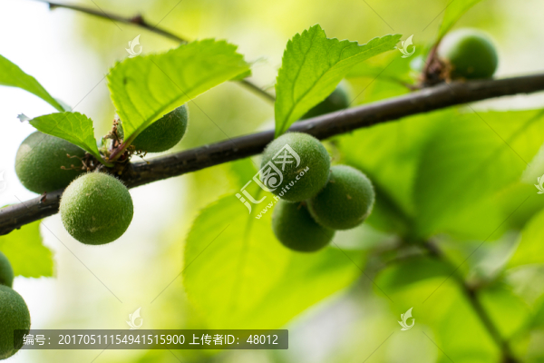 青梅