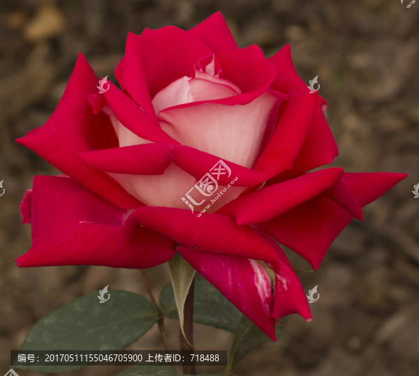月季,花,特寫,花蕾,薔薇科