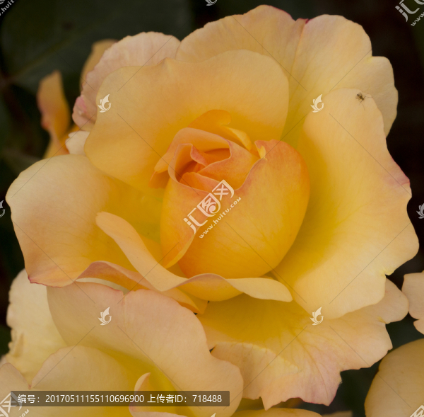 月季,花,特寫,花蕾,薔薇科
