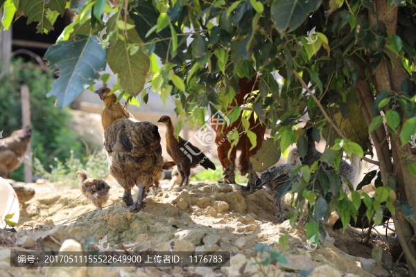 土雞