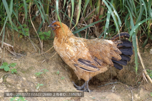 土雞
