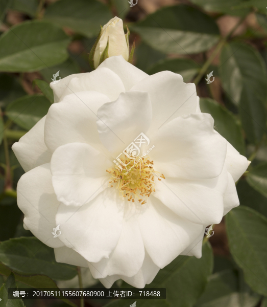 月季,薔薇科,瑪?shù)贍栠_