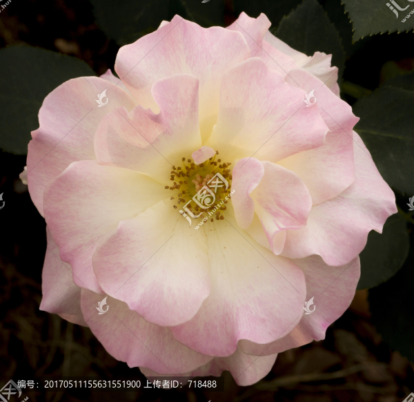 月季,薔薇科,瑪?shù)贍栠_(dá)