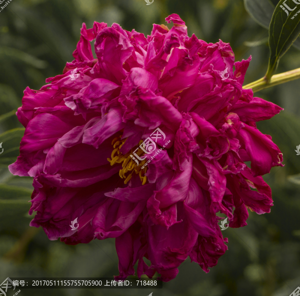 芍藥
