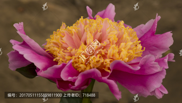 芍藥