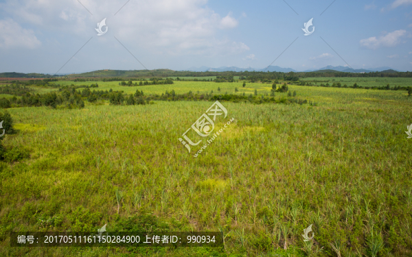 春天,大地,綠色