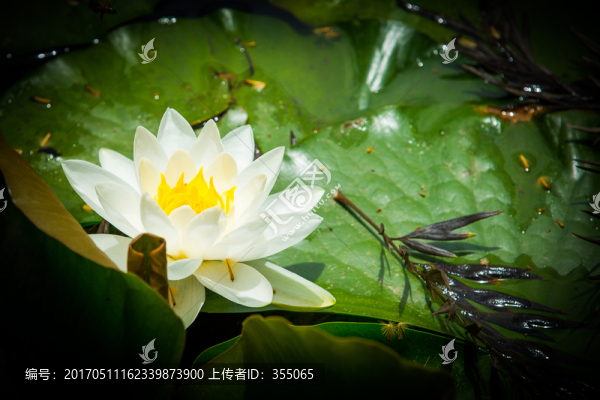 蓮花