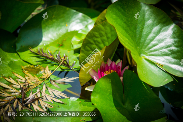 蓮花