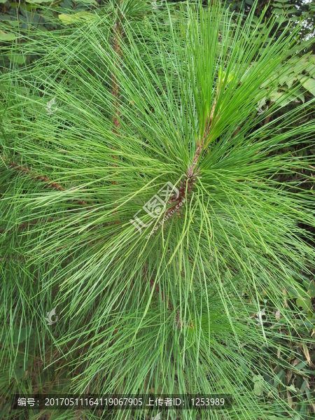 松樹葉子特寫