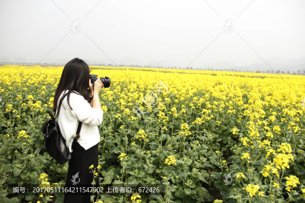 油菜花攝影