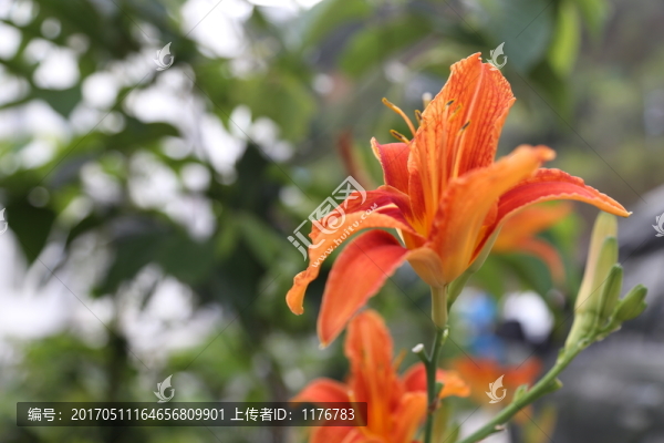 黃花菜
