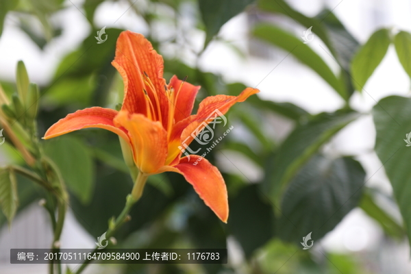 黃花菜