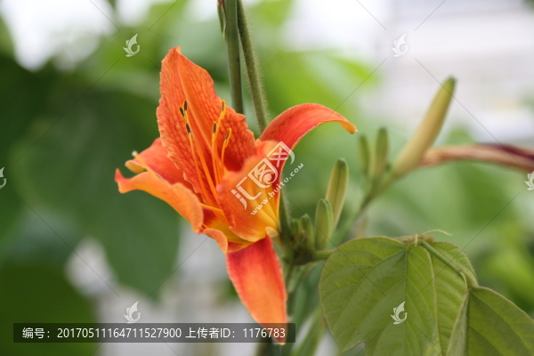 黃花菜