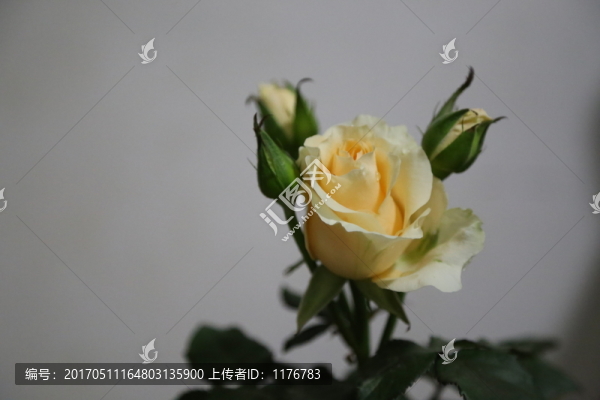 玫瑰花