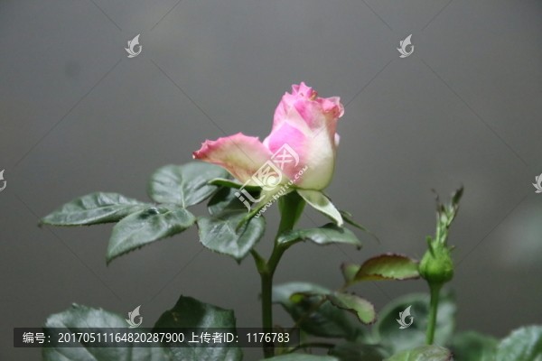 玫瑰花